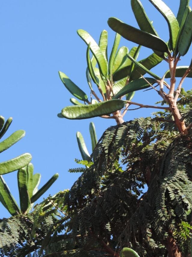 A detailed view of acai berries hanging in a cluster on a tree branch outdoors.