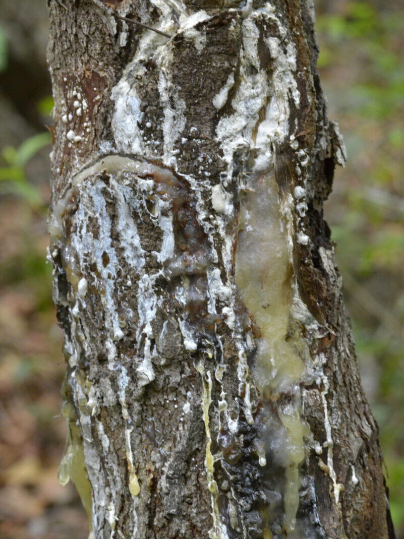A detailed view of acai berries hanging in a cluster on a tree branch outdoors.