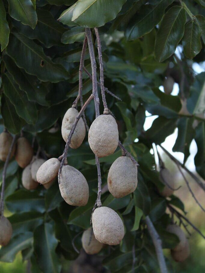 A detailed view of acai berries hanging in a cluster on a tree branch outdoors.